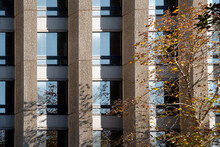 Abstract Of Building And Windows With A Tree In The Sunshine