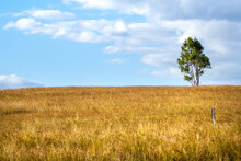 A Lone Tree Stands Sentinel Among Pasture Grass.
