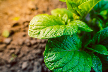 Close-up potato leaf in dew drops. Green potato bush at sunrise