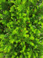 Wall Mural - Taxus baccata close up. Green branches of yew tree(Taxus baccata, English yew, European yew).