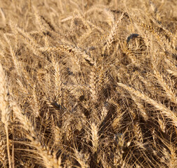 Wall Mural - background of wheat in the cultivated field ready for harvest in summer