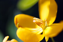 "Climbing Cassia (Christmas Cassia, Cassia Coluteoides, Kobanosenna)", Yellow Flower Head Close Uo Macro Photography.