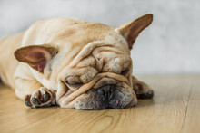 Close-up Face Of Cute Pug Puppy Dog Sleeping By Chin Lay Down On Wooden Floor