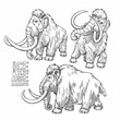 Graphic collection of mammoths isolated on white background.