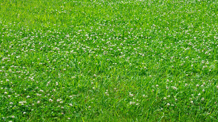 Green fresh clover field background. Side view.