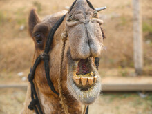 Camel Wide Open Its Mouth. Teeth And Inside Mouth Visible.