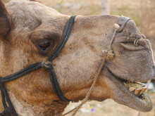 Camel Side Face Close Up Picture. Eyes Open, Mouth Open, Teeth Visible