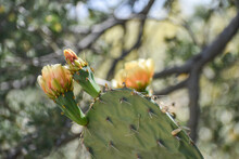 Orange And Yellow Cactus Flowers Blooming On Prickly Pear