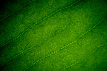 green leaf texture