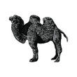 Bactrian Camel hand drawing vector illustration isolated on background