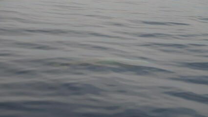 Wall Mural - Cuvier Beaked Whale underwater near sea surface while breathing