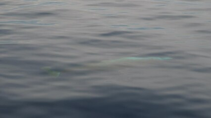 Wall Mural - Cuvier Beaked Whale underwater near sea surface while breathing