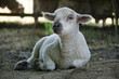 Lamb - young white sheep laying on ground