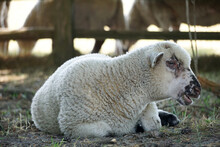 Lamb - Young White Sheep Laying On Ground