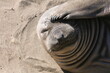 close up of a seal