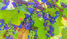 Purple And Green Grapes With Green Leaves On The Vine