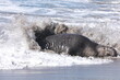 elephant seal