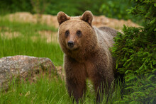 Large Brown Bear In The Forest
