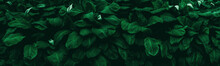 Dark Green Tropical Leaf Group Background Panoramic Background Concept Of Nature