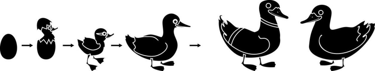 Sticker - Black silhouette of life cycle of bird. Stages of development of wild duck (mallard) from egg to duckling and adult bird isolated on white background