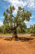 Piękne, bardzo stare drzewo oliwne, Puglia, Włochy