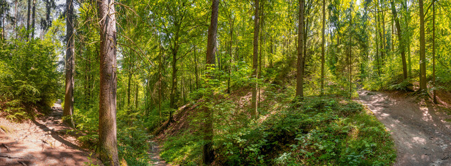 Panoramic view with magical pine trees forest with ferns at the hiking trail in the national park Saxon Switzerland near Dresden and Czechish border, Saxony, Germany.