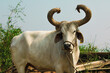 Indian kankrej ox or bull beautiful view with selective focus