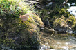 Wren (Troglodytes troglodytes) standing on a moss covered rock in the middle of a stream