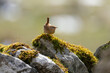 Beautifully posed wren (Troglodytes troglodytes) on alert on a moss covered dry stone wall