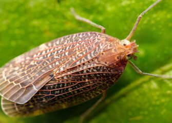 Wall Mural - planthoppers superfamily fulgoroidea