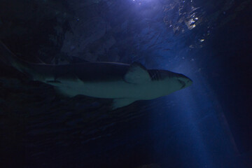 shark in the aquarium
