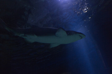 Wall Mural - shark in the aquarium