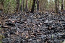The Consequence Of A Forest Fire. Ash From Burnt Grass And Twigs. Burnt Plants In The Forest. Natural Disaster. Extinguished Wildfire. Selective Focus