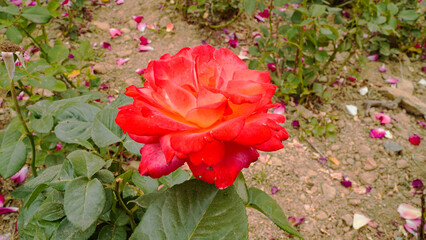 Wall Mural - Rose, the queen of flowers, and splendor