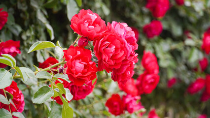 Wall Mural - Rose, the queen of flowers, and splendor