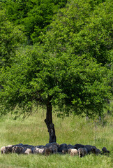 Wall Mural - a few sheep in the shade of a tree