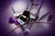 pszczólka w fiolecie