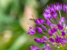 Close-up Of A Hover-fly Collecting Nectar From The Purple Flowers On A Wild Broadleaf Leek Plant That Is Growing In A Flower Garden On A Bright Sunny Day In May With A Blurred Background.