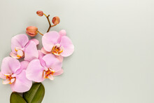 Pink Spa Orchid Theme Objects On Pastel Background.