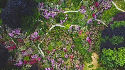 Aerial top down view of colorful blooming rhododendron shrubs among the trees in the Oasi Zegna, natural area and tourist attraction in Piedmont, Italy. Natural background, drone photography.