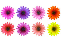 Big Colorful Gerbers Flowers Se