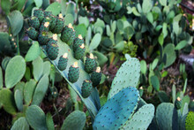 Opuntia Cactus With Buds, Succulent Plants As Background
