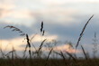 Silhouette of field grass at sunset. Minimalist landscape.