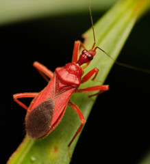 Wall Mural - bayerus cuneatus a member of millipede assassin bugs subfamily ectrichodiinae