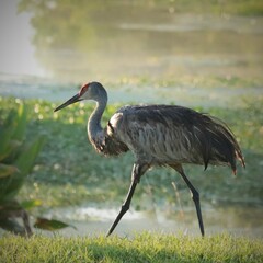 Sticker - Regal Sandhill Crane in the Soft Morning light