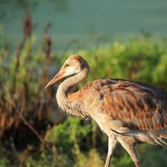 Sticker - Sweetwater Wetland Park Resident Star Sandhill Crane Adolescent Colt Growing up