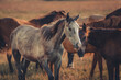 canvas print picture - Koń na tle stada przy zachodzącym słońcu