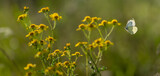 Fototapeta Dmuchawce - Motyl na tle żółtych kwiatów