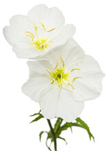 Two White Flower Of Oenothera, Isolated On White Background