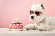 White Dog West Highland White Terrier, Celebrating A Birthday With A Cake And Gifts